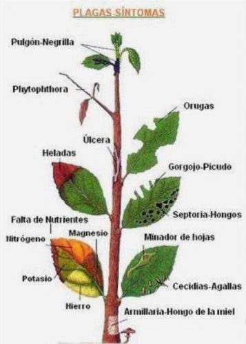 enfermedades plantas sintomas