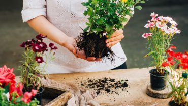 Plantacion y consejos de jardineria