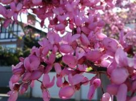 jardineria y diseño de jardines en bizkaia