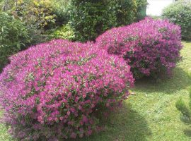 plantacion de arbustivas