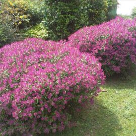 plantacion de arbustivas