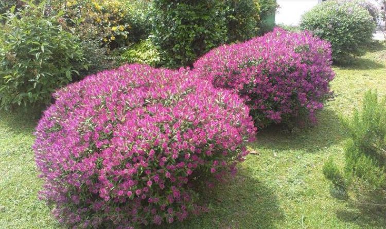 plantacion de arbustivas