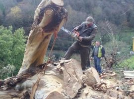 presupuestos poda de arboles bizkaia