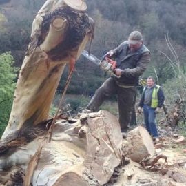 presupuestos poda de arboles bizkaia