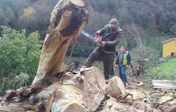 presupuestos poda de arboles bizkaia