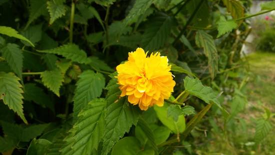 flor amarilla para jardin
