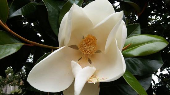 flor blanca jardin