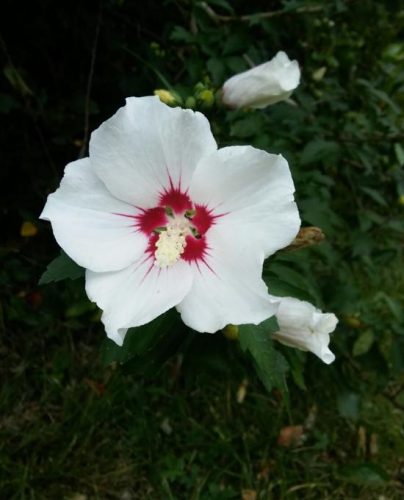 flor blanca decorar jardin