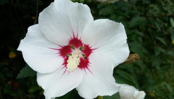 flores del otoño