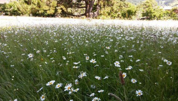 pladera con flores blancas