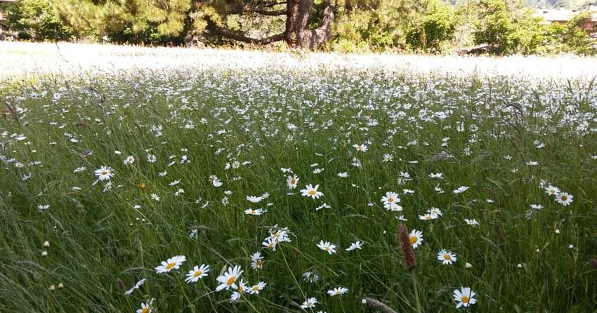 pladera con flores blancas