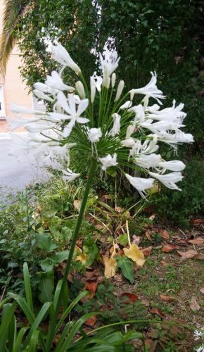 planta flor blanca jardin