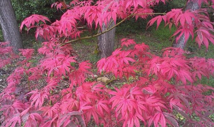 plantacion de arbol ornamental