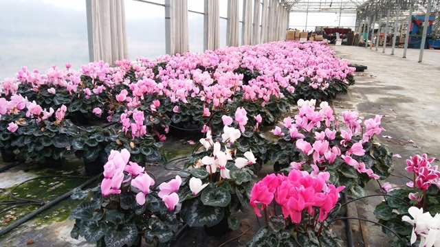 cyclamen flor de invierno