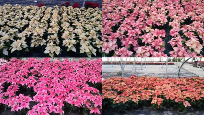 flor de navidad blanca y rosa