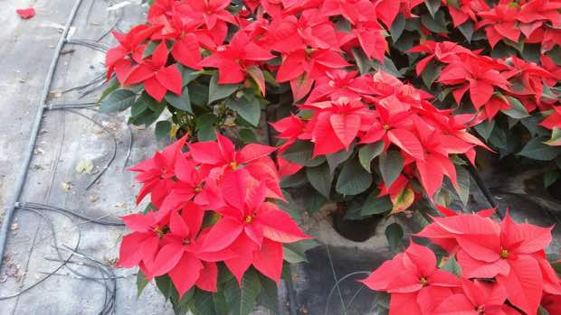 Poinsettia y Cyclamen, las flores de invierno por excelencia - Jardineria  Loiu