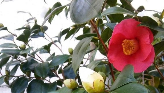 camelias ciudado de las plantas