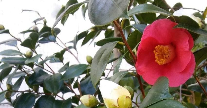 camelias ciudado de las plantas