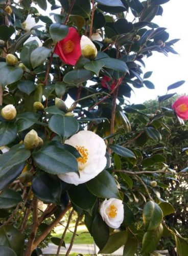 ciudado camelias plantas