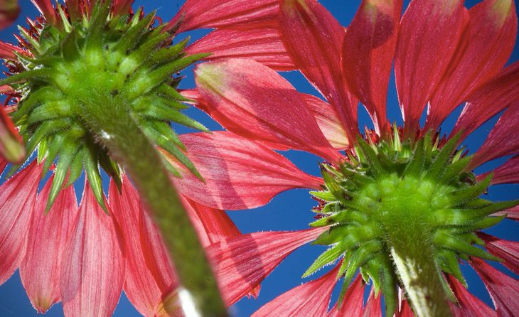 plantacion echinacea