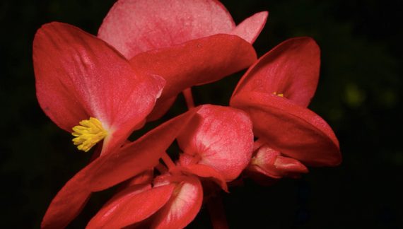 floracion amapolas