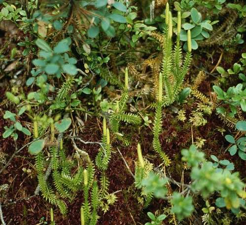 Lycopodium planta en extincion pais vasco