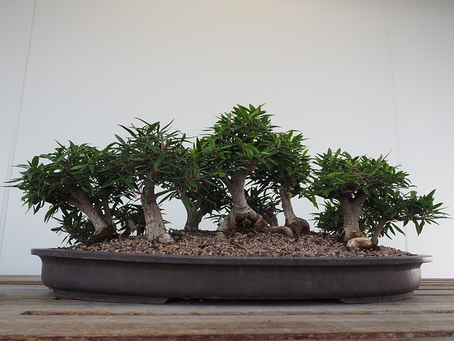 bonsai arbol tipico jardines minimalistas