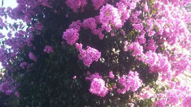 Bouganvilleas para decorar el jardin