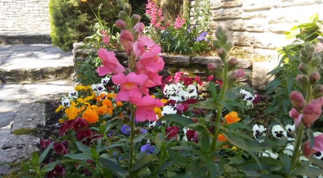 flores anuales para decorar jardin