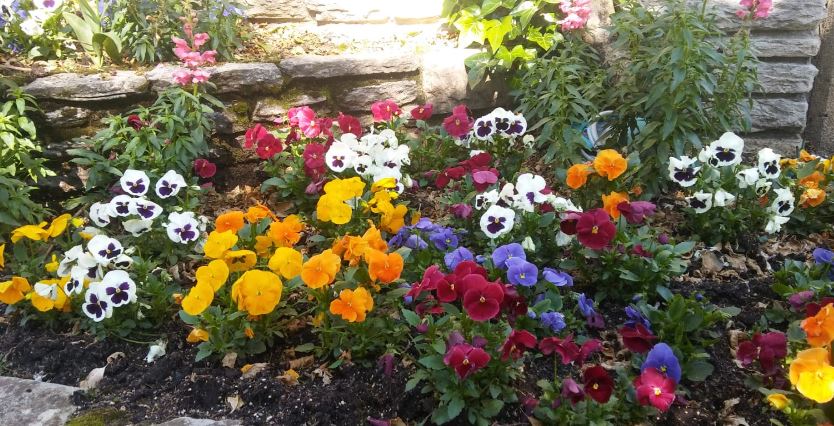 flores de temporada para decirar tu jardin