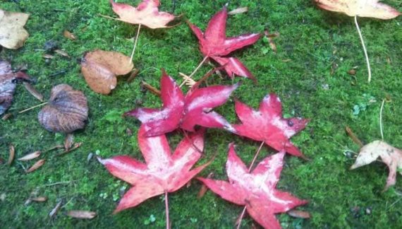 cambio color hojas durante otono