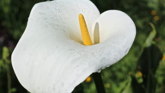 calas cuidados de la planta y flor