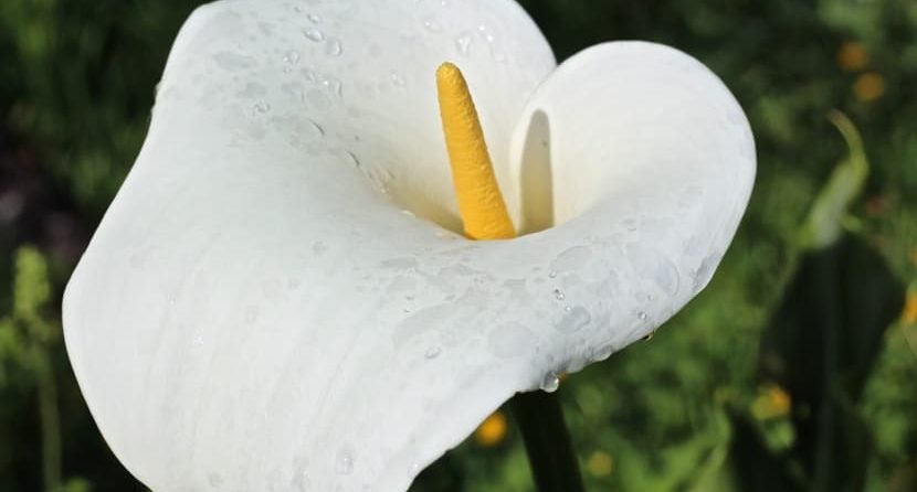 calas cuidados de la planta y flor