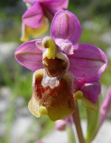Ophrys_tenthredinifera_orquideas pais vasco