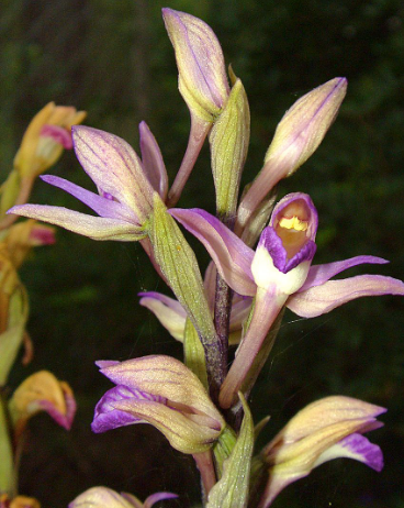 orquideas que podemos ver en el pais vasco