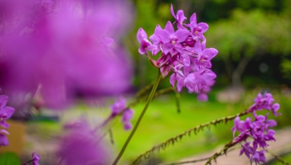 orquideas silvestres del pais vasco