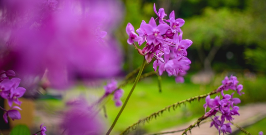 orquideas silvestres del pais vasco
