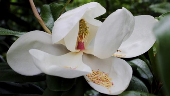 Magnolia grandiflora cuidados arbol