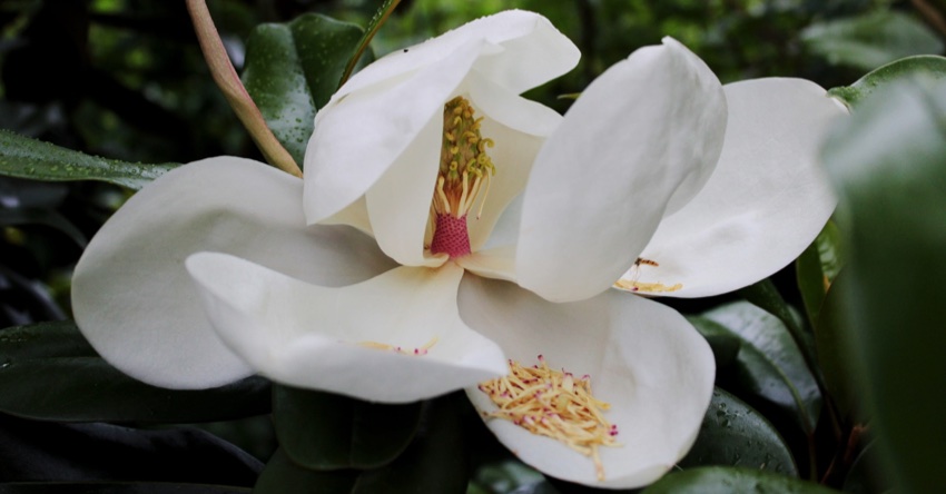 Magnolia grandiflora cuidados arbol