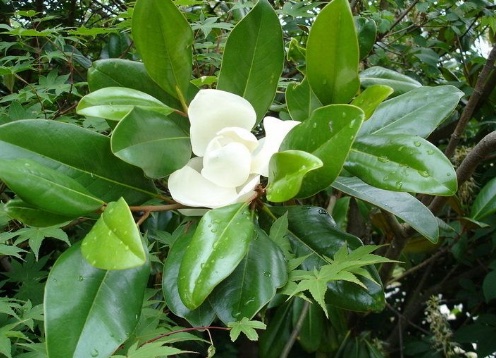 arbol magnolia cuidados
