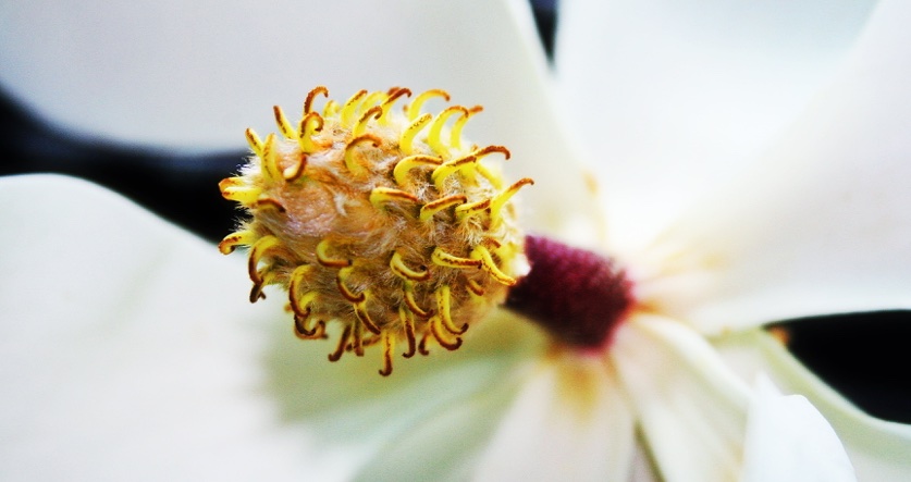 fruto y cuidados del arbol de la magnolia