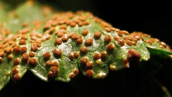 hongos y enfermedades en las plantas