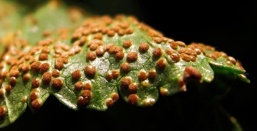hongos y enfermedades en las plantas