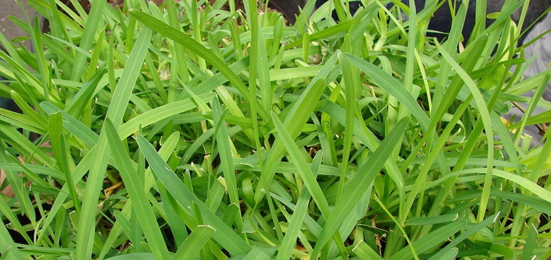 hierba cesped san agustin resistente a salinidad