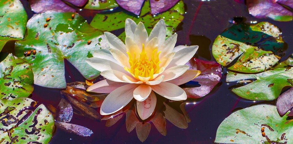 flor de loto planta acuatica