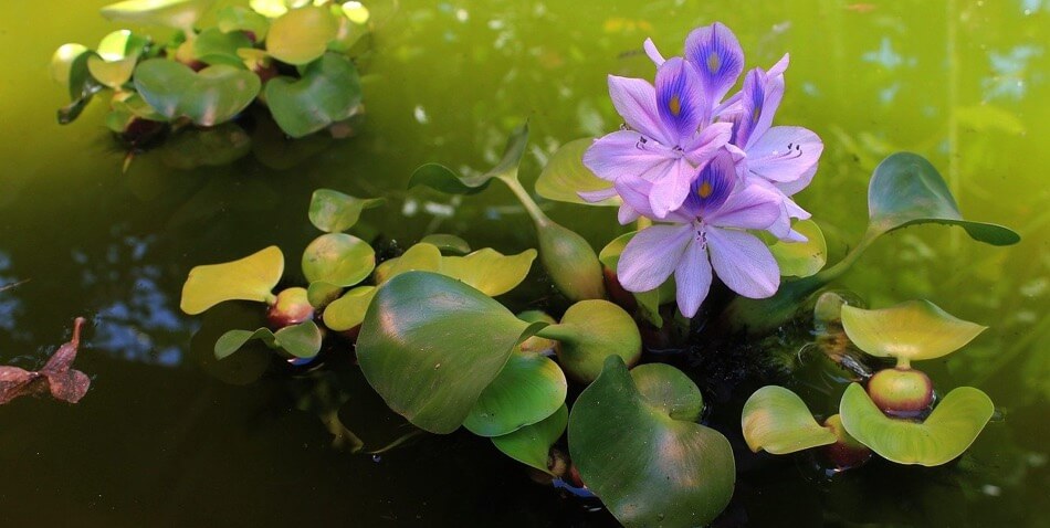 jacinto de agua planta acuatica estanques