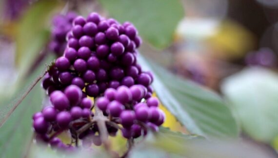 Callicarpa bodinieri arbusto otonal