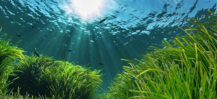 posidonia planta acuatica