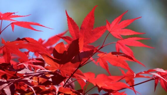 arce japones cuidados y floracion del arbol