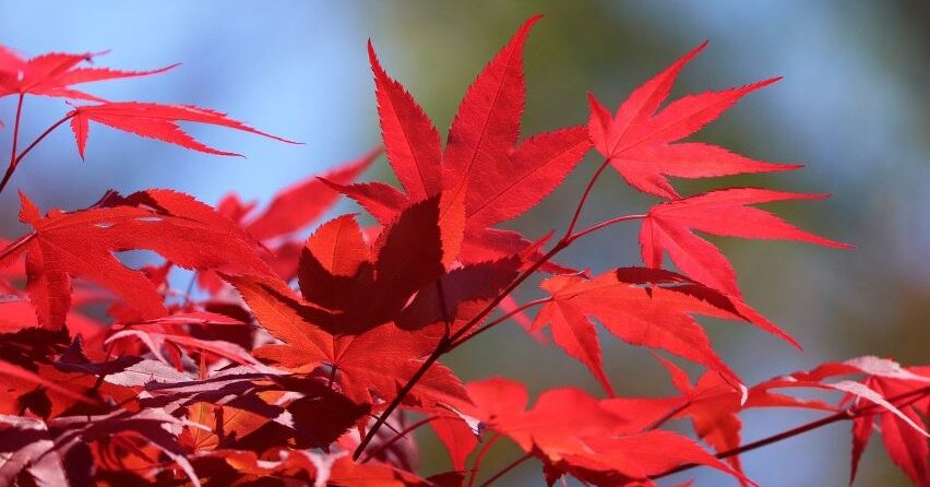 arce japones cuidados y floracion del arbol